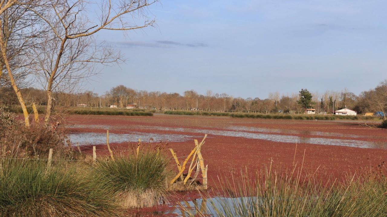 "Eğrelti otu kirliliği filtreliyor"