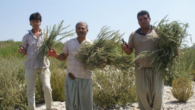 Mersin biberiye üretiminin yüzde 90ını karşılıyor