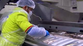 Denizli’de yetiştirilen alabalıklar 81 ülkeye ihraç ediliyor