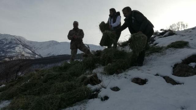 Bingölde dağlara yem bırakıldı