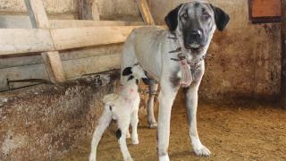 Kuzunun süt annesi Kangal köpeği