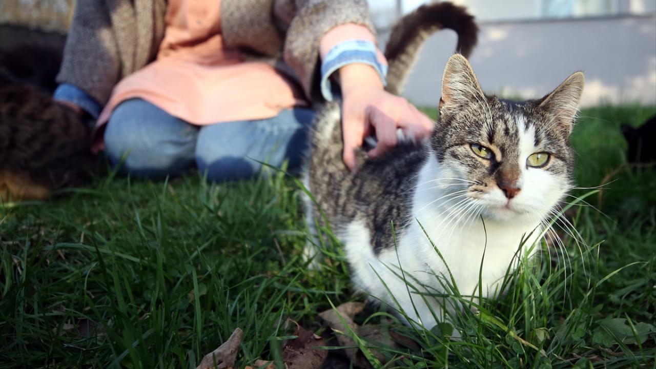 "Saliha, hiçbir hayvanı geri çevirmiyor"