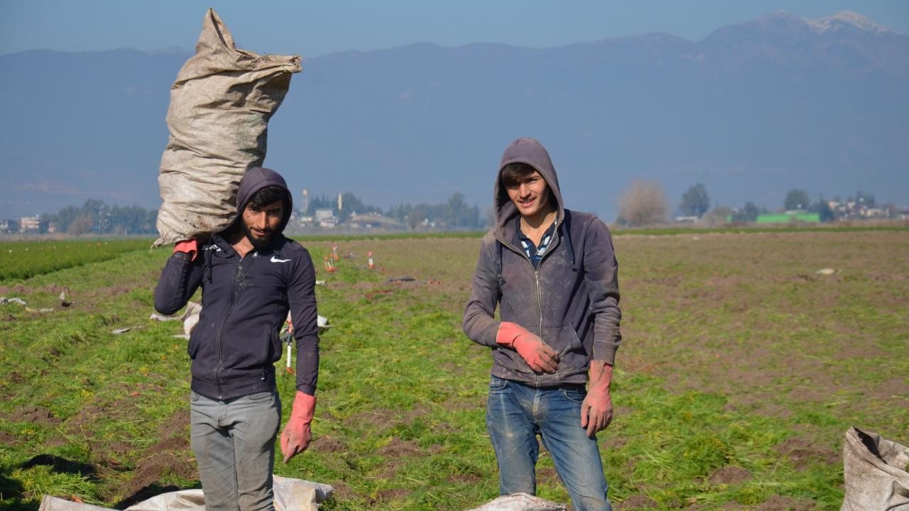 "Konya’da havuç erken ekilir bizde ise geç ekilir geç hasat edilir"