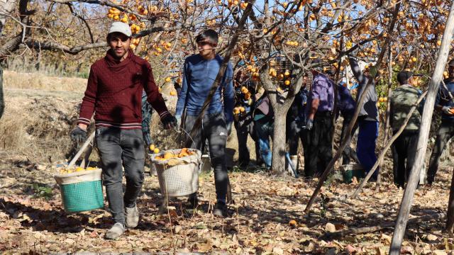 Adıyaman hurmada rekor bekliyor