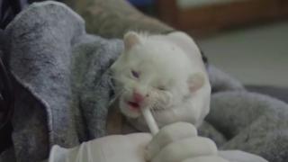 Nadir görülen bir albino yaguarundi yavrusu Kolombiya'da kurtarıldı