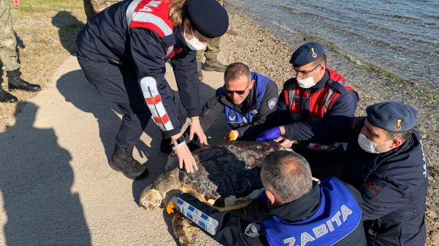 İzmirde ölü caretta caretta bulundu