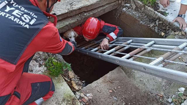 Kuyuya düşen köpeği itfaiye ekipleri kurtardı