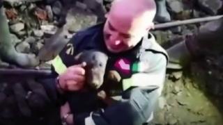 Tilki yuvasına düşen köpekleri itfaiye kurtardı