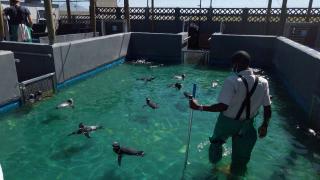 Güney Afrika'daki penguenler sahilde kurulan merkezde tedavi ediliyor