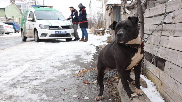 Pitbull gezdirdi, 14 bin lira ceza yedi
