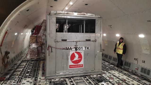 Turkish Cargo, 63 atı ABDden Türkiyeye taşıdı