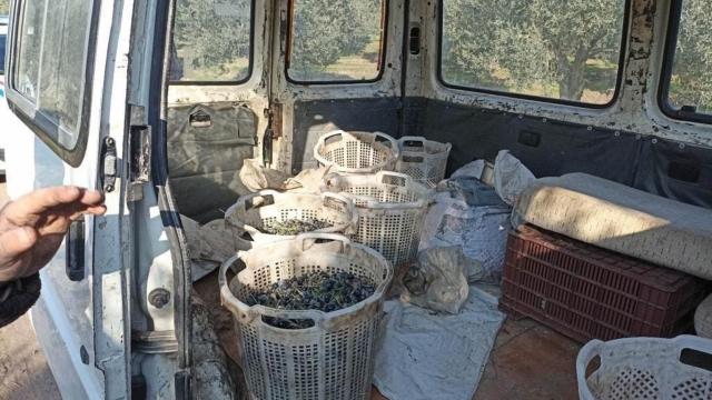 Durdurulan araçtan 250 kilogram çalıntı zeytin çıktı