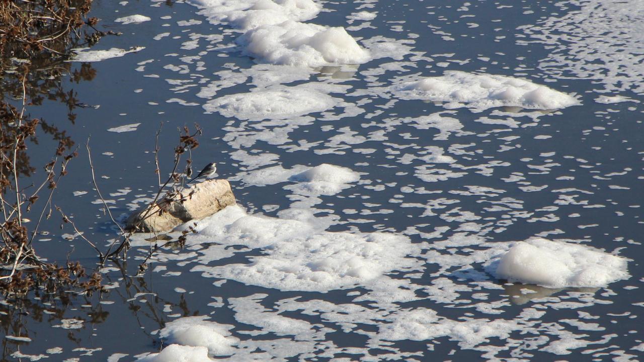“Aşırı derecede koku ve köpüklenme var"