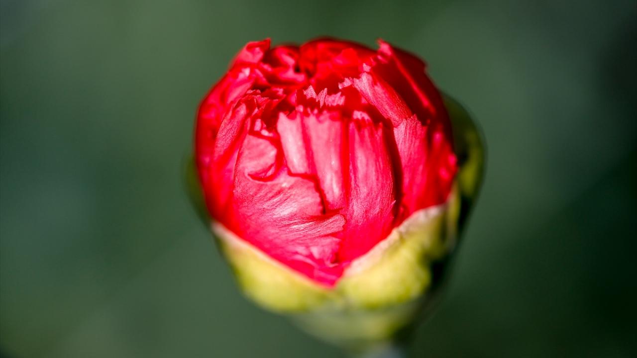 "Avrupa tamamen bize yöneldi"