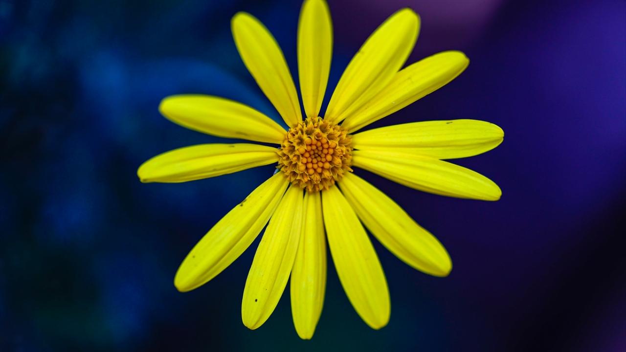 2022 için 180 milyon dolarlık ihracat hedefi