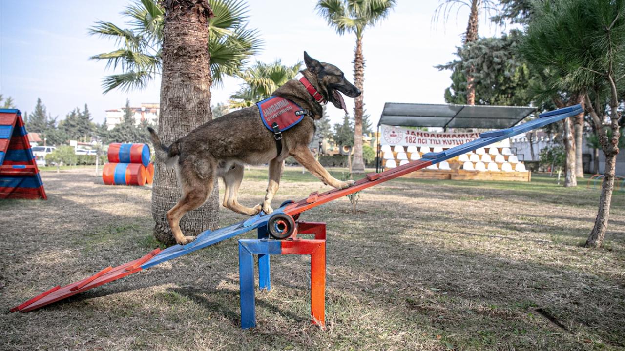 "Köpeklerimiz özel eğitimler alıyor"