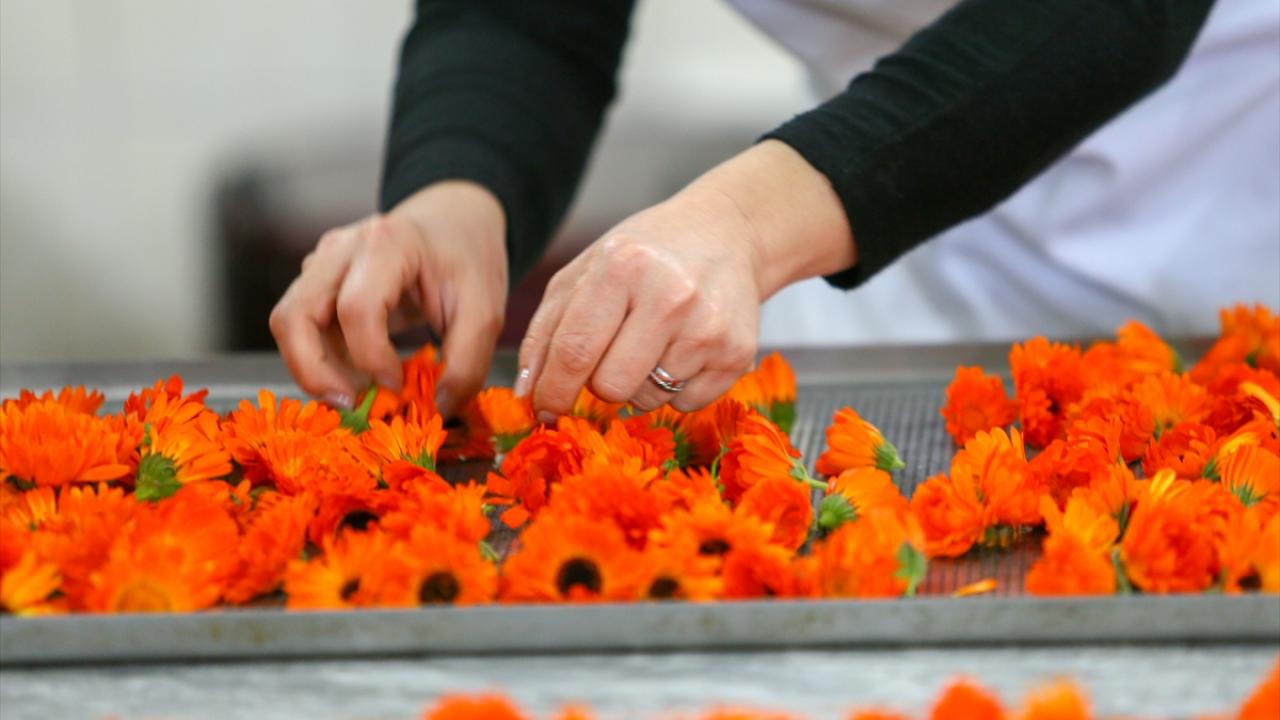 Makinada kurutuluyor