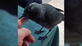 Karga Şakir'i mahallenin kedisi öldürdü