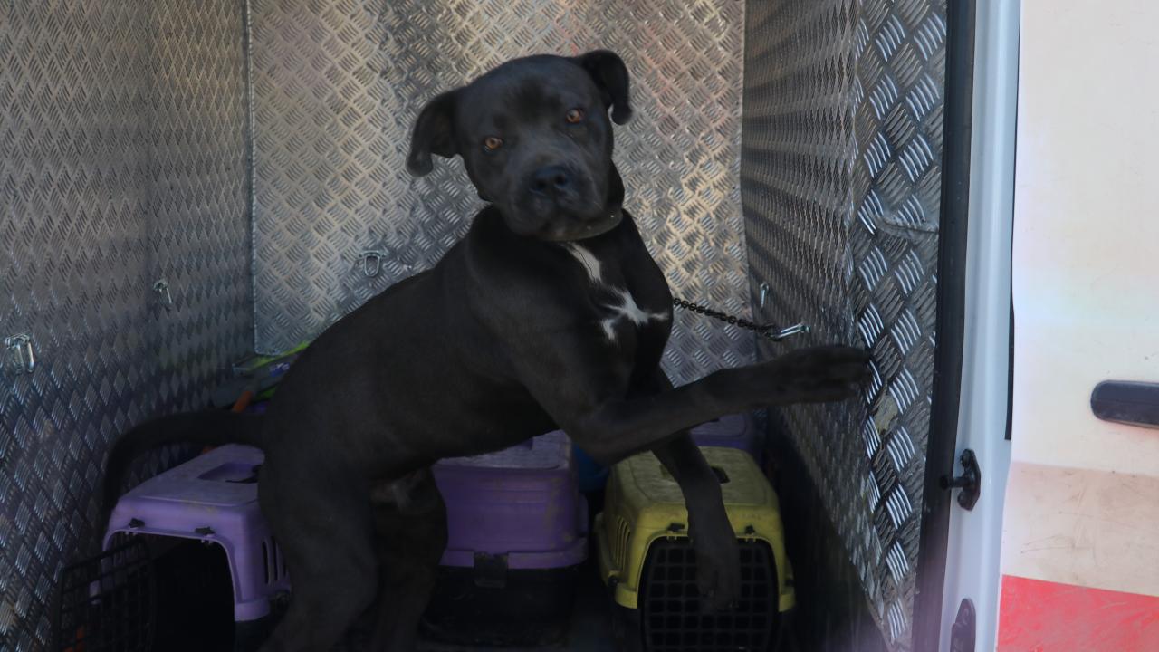 Sivas'ta sanayi sitesinde başıboş gezen yasaklı ırk köpek barınağa götürüldü