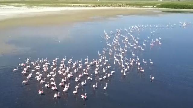 Çelebibağ flamingo alanı hassas alan ilan edildi