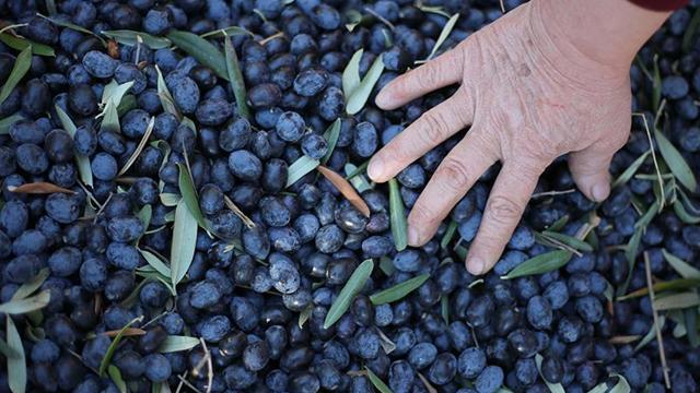 Marmarabirlik ürün bedellerinin tamamını ödeyecek