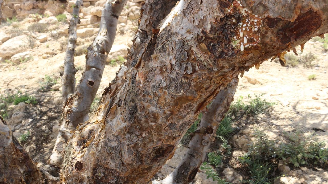 Ağaca ilişkin efsaneler