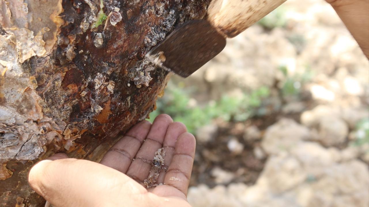 Zufar`daki kündür ağacının özelliği