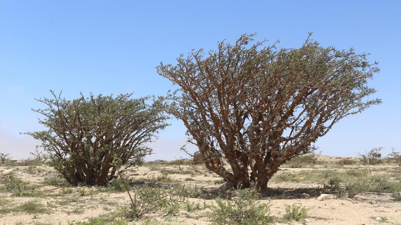 Kündür ağacından elde edilen buhurun faydaları