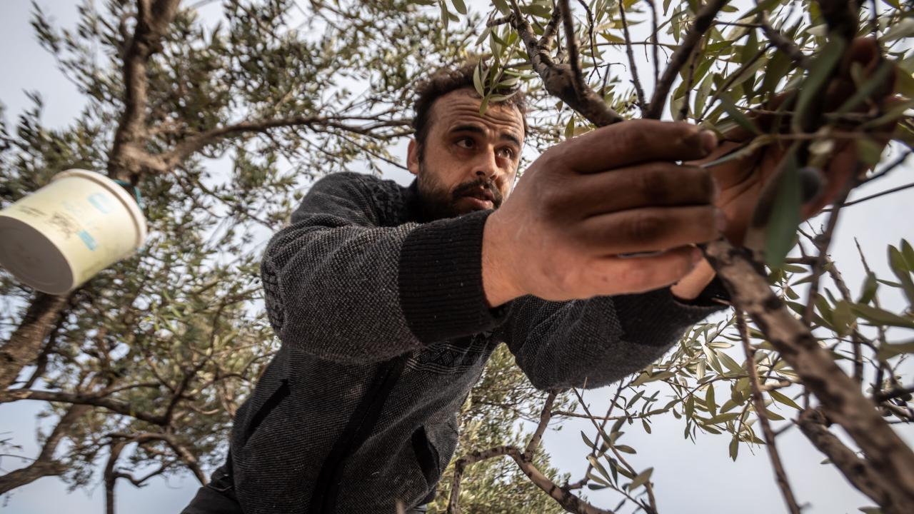 Zeytinler kırsal alandan toplanıyor