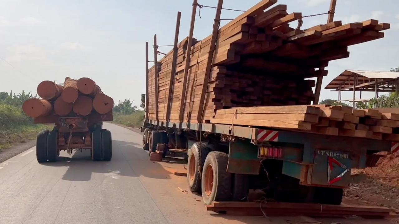 "Ormanlar şirketler tarafından yok ediliyor"