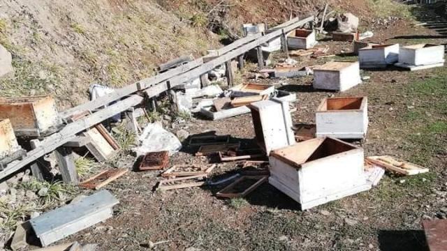 Ayılar arı kovanlarını parçaladı