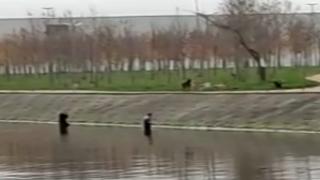 Köpeklerden korkup dereye kaçtılar
