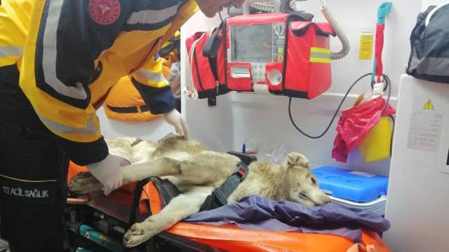 Yaralanan köpeğe 112 ekibi müdahale etti