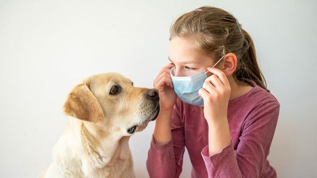 ABDde köpekler koronavirüs tespiti için eğitildi