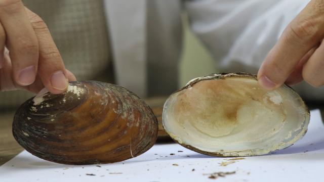 Ağrı ve Konyada 2 yeni midye türü keşfedildi