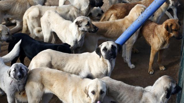 Adanada polis, geçen yıl sokağa terk edilen `yasaklı ırk` 70 köpeği barınağa yerleştirdi