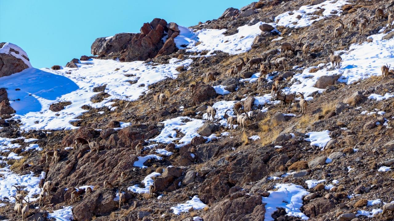 "Özellikle bu yıl sayılarının çok arttığını gözlemledik"