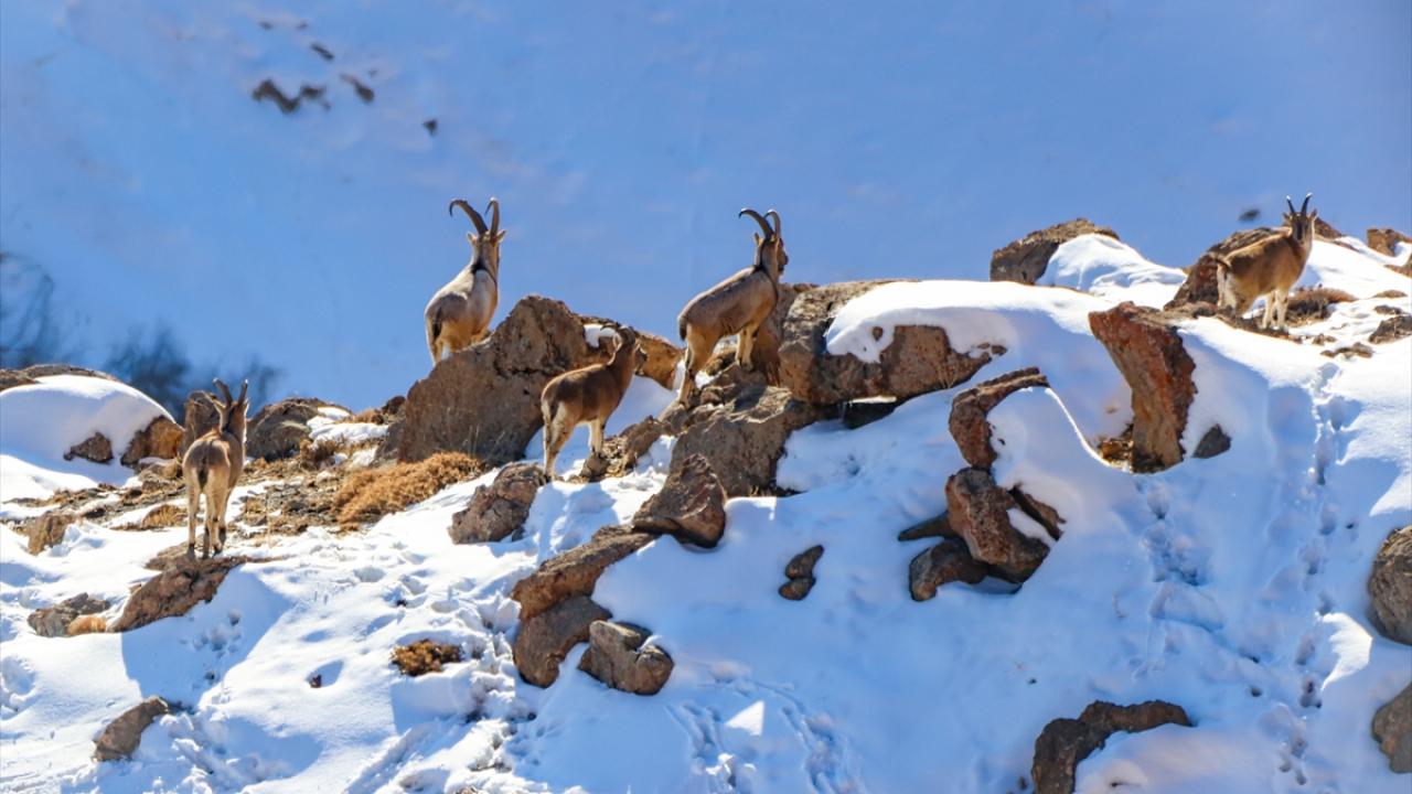"Avlanılması kesinlikle yasak"