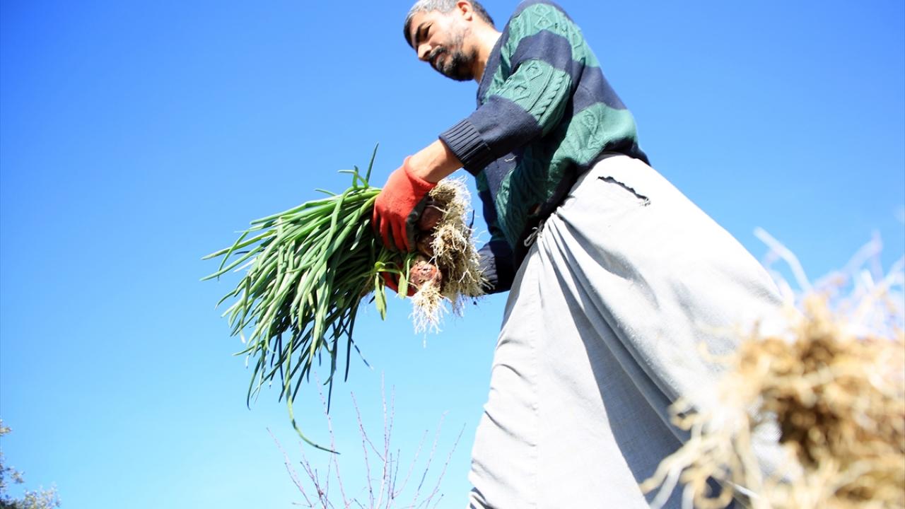 "Hasatla mahallede hareketlilik başladı"