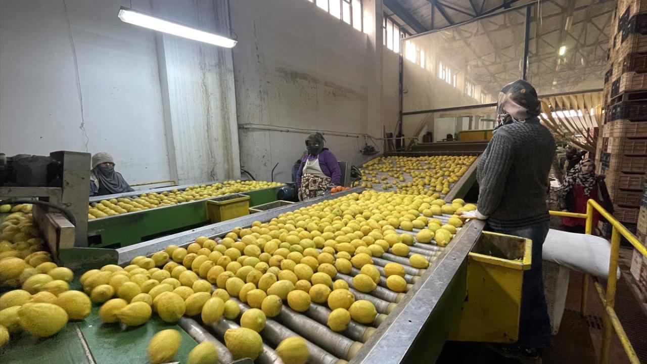 "Pazar çeşitliliğini artırmaya yönelik çalışmalarımızı sürdürüyoruz"