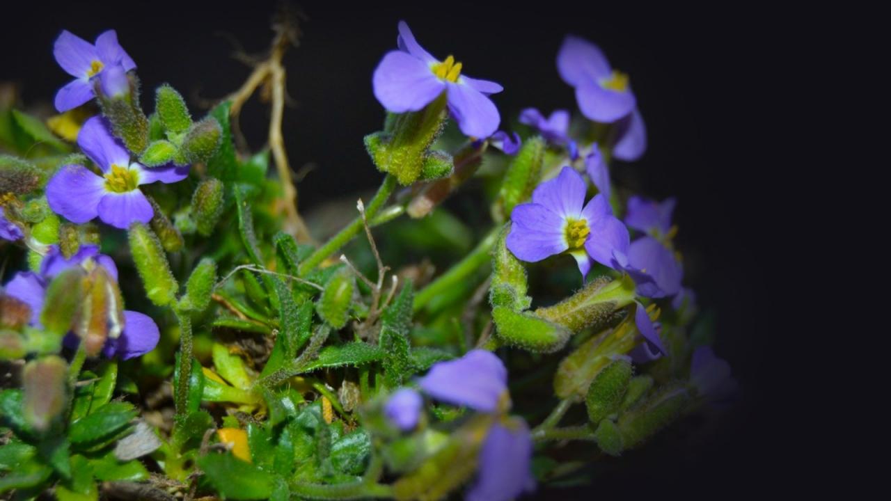 Süs bitkisi olarak kullanılabilir