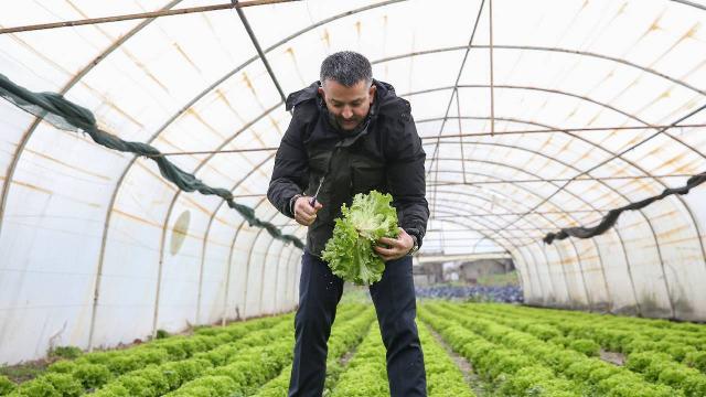 Bakan Pakdemirli kıvırcık hasadı yaptı