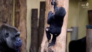 Berlin Hayvanat Bahçesi'ndeki yavru goril ilgi odağı oldu