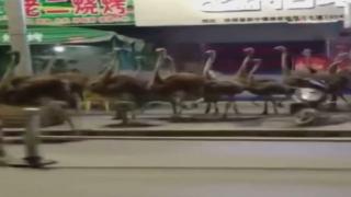 Çin’de çiftlikten kaçan 80 deve kuşu sokakları birbirine kattı