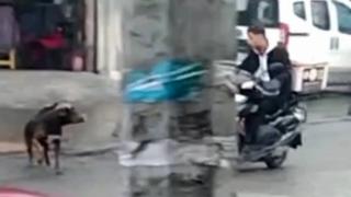 Köpeklerin kovaladığı kurye kaza yaptı