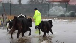 Muğla'da şiddetli yağış: Mahsur kalan hayvanlar kurtarıldı