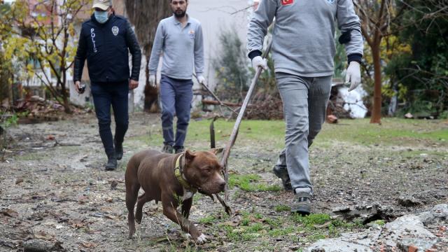 Yasaklı ırklardaki 1985 köpek kayıt altına alındı