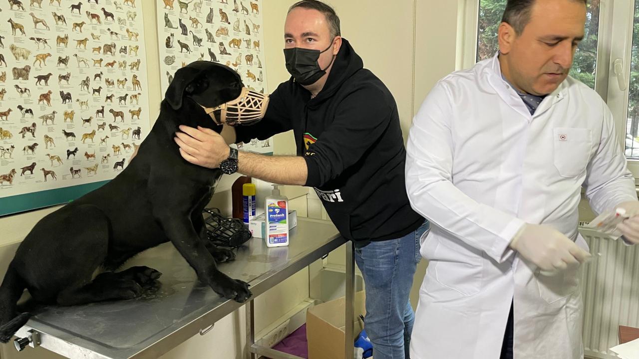 Ağızlıksız ve tasmasız dolaştırılamayacak