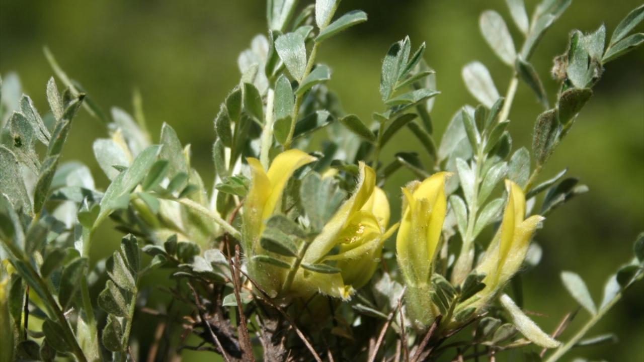 "Bağışıklık kuvvetlendirici"