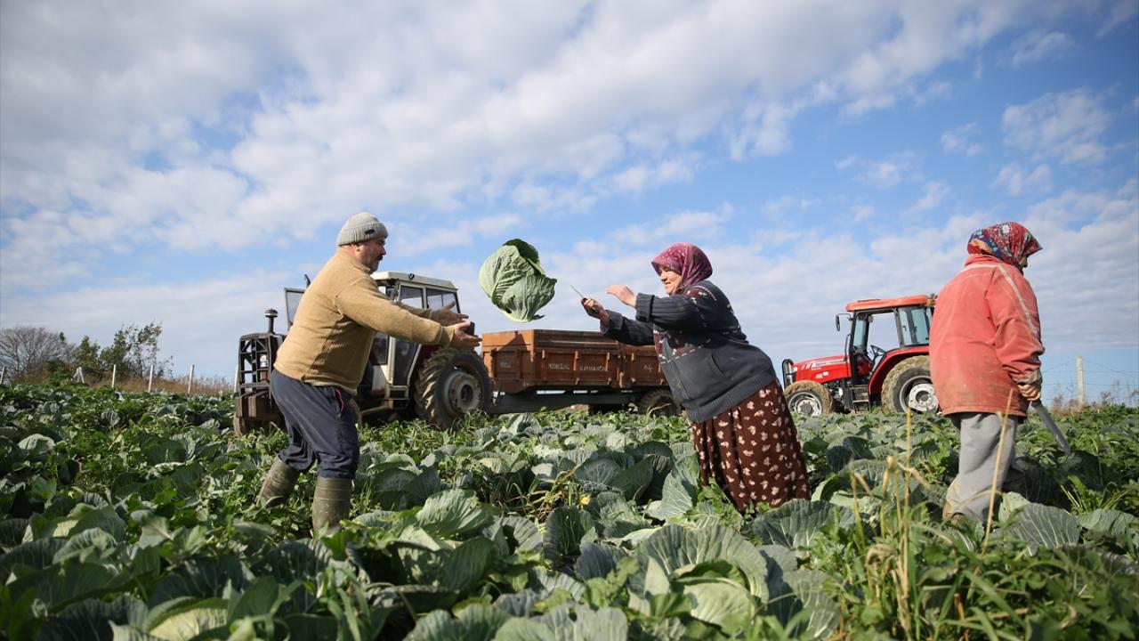 "Sarma, kapuska ve turşu yapımında oldukça lezzetli"